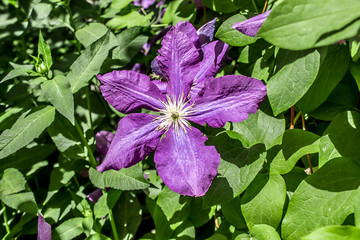 Clematis flowers in nature