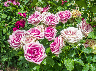 Pink roses in nature