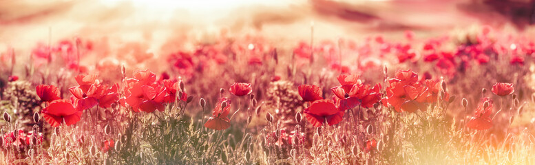 Meadow of poppies in the late afternoon - early evening, wild red poppies illuminated by rays of the setting sun - dusk, selective and soft focus on poppy