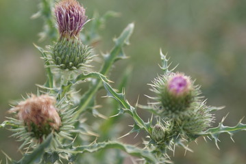 thistle