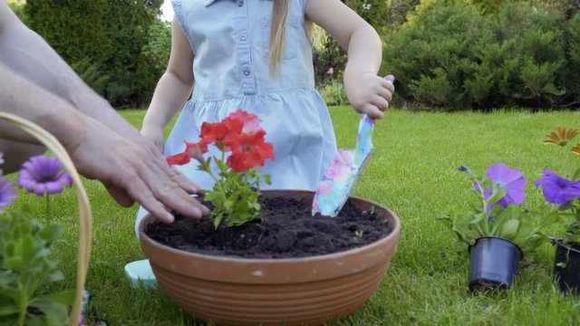 Father and little daughter together replant flowers into clay pot