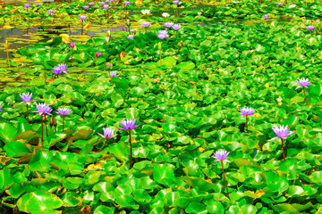 Pink lotus flowers pond in Marina bay, Singapore