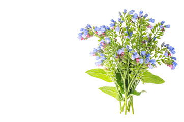 Small bouquet of blue flowers with green leaves