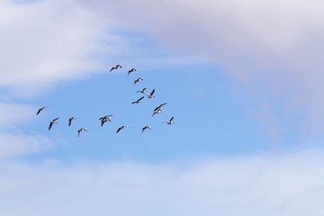 Greylag gooses flying. Anser anser.