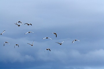 Greylag gooses flying. Anser anser.