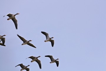 Greylag gooses flying. Anser anser.