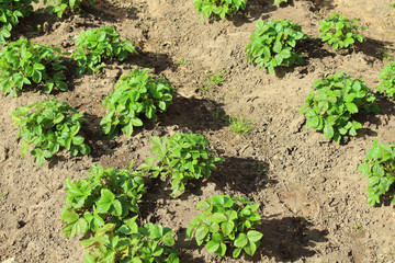 Garden strawberries in the garden. Close-up. Spring, 2018.