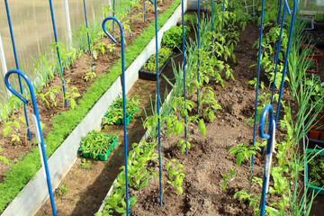 Greenhouse made of polycarbonate with tomatoes and peppers in the garden. Kind inside. Background. Spring, 2018.