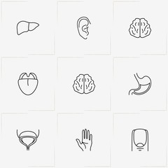 Human Anatomy line icon set with hand, bladder and ear