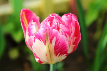 Pink-white tulip close-up. Background.