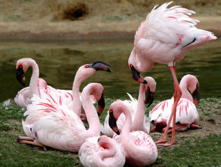 Those Pink Flamingos