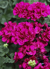 Bunch of Pink Geranmiums