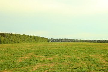 Beautiful green field with grass and forest in May. Spring.