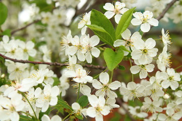 Cherry blossoms in the spring. Close-up. Background.