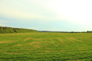 Obraz premium Beautiful large green field and forest. Landscape. Background.