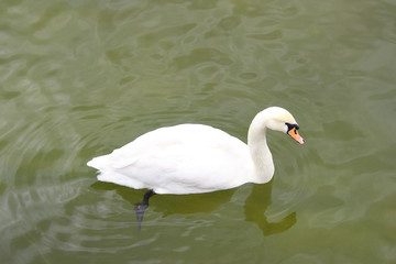 White swan floating on a pond. Close-up. Background.