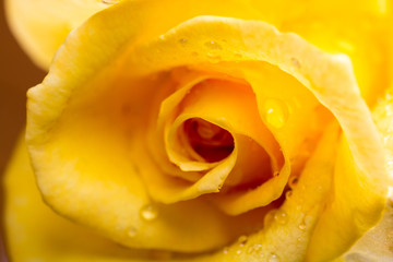 雨上がりの黄色いバラのクローズアップ