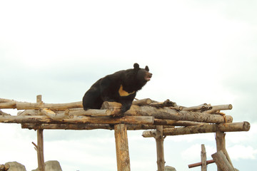 A large Himalayan bear crawls along logs.