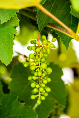 Fototapeta premium Green bunch of grapes