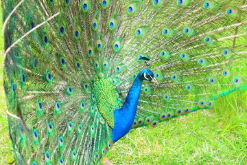Obraz premium A beautiful peacock with an opening tail. Close-up. Background.