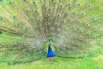 Obraz premium A beautiful peacock with an opening tail. Close-up. Background.