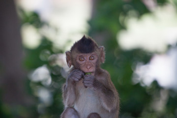Fototapeta premium 可愛いサル