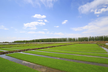 Cultivated rice in the fields