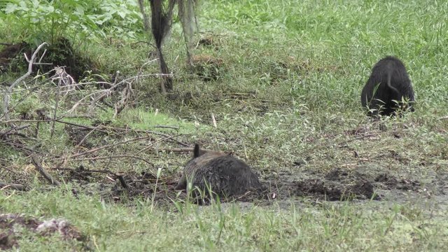 wild hogs feed in Florida wetlands