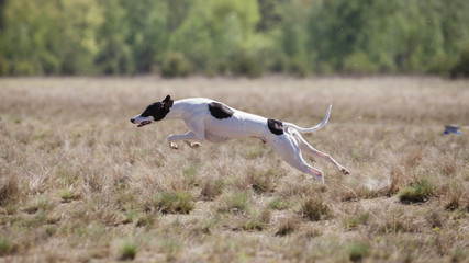 Whippet dog running. Coursing training. Dog running on the field. Sunny summer day