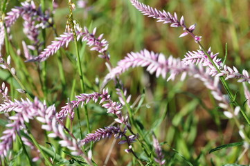 Obraz premium The African flowers. Namibia