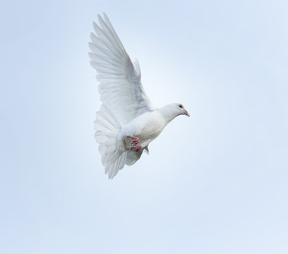 white feather homing pigeon bird flying mid air