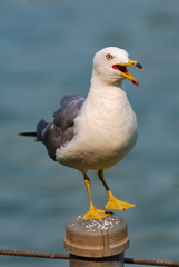 鳴きながら港の柵で休むウミネコ