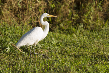 White heron in the forest.