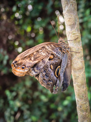 Brown butterfly resting on a branch in the woods.