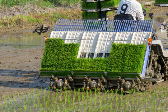 The Korean Farmer Rides Riding Type Power Driven Rice Transplanter To Seedling The Green Young Rice Onto The Rice Paddy Field In Goseong City, South Korea.