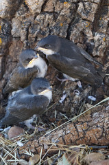 swallow chicks on ground