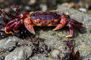 Small purple crab
