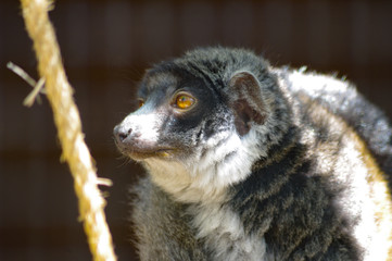 Lemur animal portrait