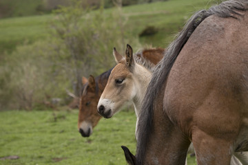 Fototapeta premium Wild foal and horses