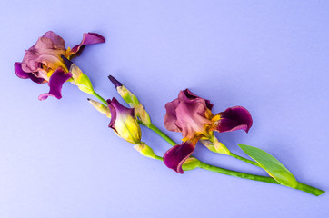 Blooming iris on bright paper background.