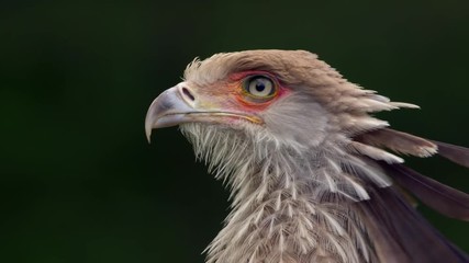 Secretary bird portrait