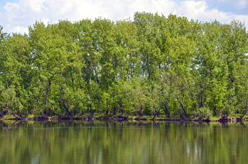 trees grow on the river Bank with clear blue water