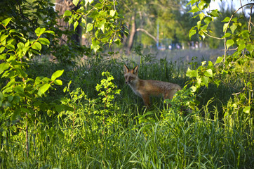 red Fox hunts in the forest