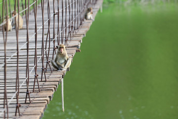 Macaque sitting on the old suspension bridge with green nature background