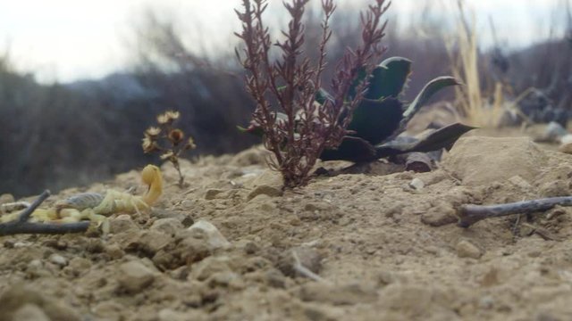 Yellow scorpion crawling on sand with twigs and pebbles (close up shot)