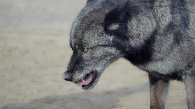 Black trained wolf feasting on a chained piece of meat with aggression, (close up shot)