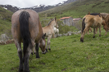 Group of wild horses