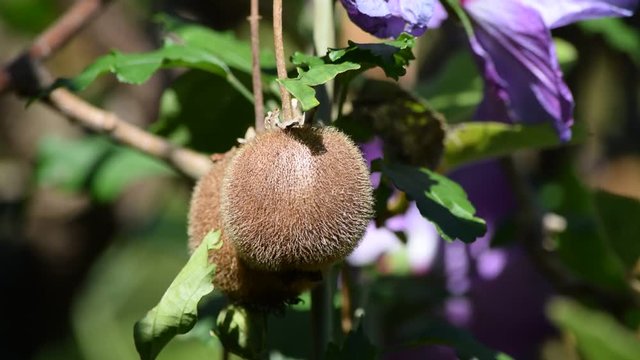 Actinidia deliciosa Kiwi fruta فاكهة owoc كيوي Կիվի  միրգ Kivi キウイフルーツ Kiwifrucht 키위  과일 Kiwifruit video frutta