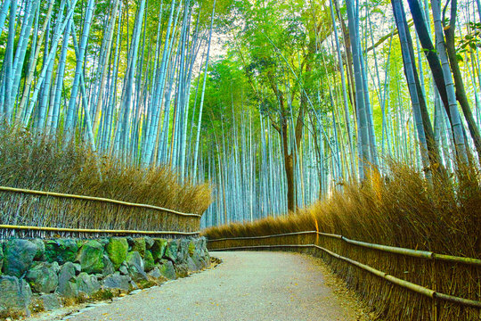 京都　竹林の道
