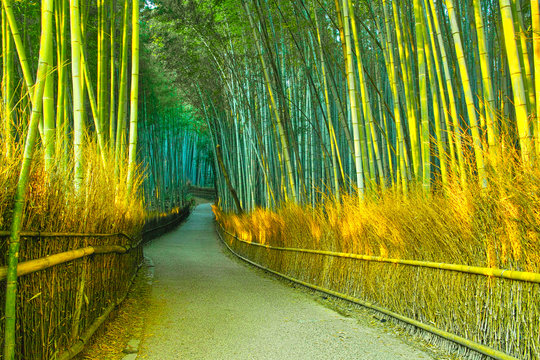 京都　朝日を浴びて輝く竹林の道
